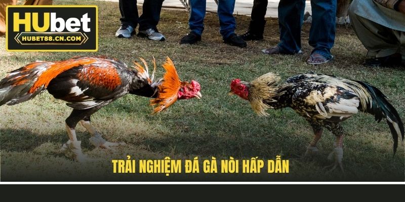 Trải nghiệm đá gà nòi hấp dẫn